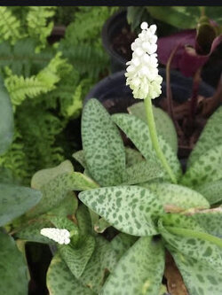 ต้นว่าน เพชรฉลูกัณฑ์ หรือว่านรวยล้นฟ้า / ต้น