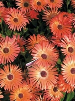 ไอซ์แพล้นท์ (Ice Plant) สีส้ม / 100 เม็ด (USA)