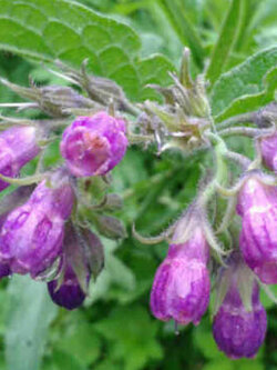 คอมเฟรย์ (Common Comfrey) / 10 เม็ด (France)