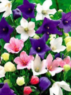 บอลลูน ฟลาวเวอร์ (Balloon Flower) คละ / 150 เม็ด (UK)