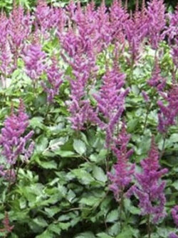อัสดง (Astilbe Chinensis) สีชมพู / 50 เม็ด (USA)