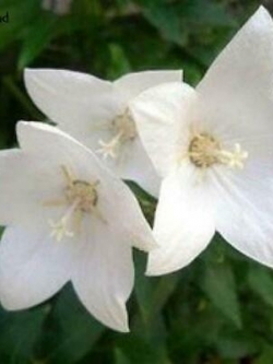 บอลลูน (Balloon flower) สีขาว / 25 เม็ด