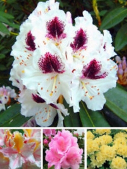 กุหลาบพันปี (Rhododendron) คละ / 25 เม็ด (นอก)
