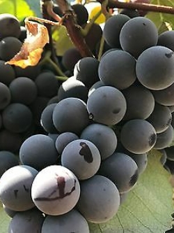 องุ่นดำเคียวโฮน้ำผึ้ง (Honey Kyoho Grape) / 10 เม็ด (USA)