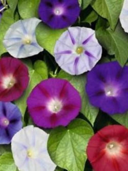 มอนิ่ง กลอรี่ (Morning glory) คละ / 50 เม็ด (USA)