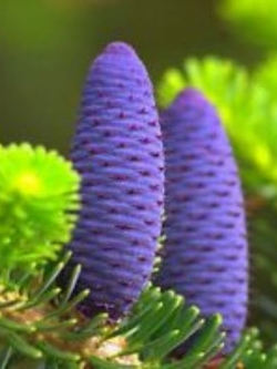 สนเกาหลี (Abies Koreana) สีม่วง / 20 เม็ด (UK)