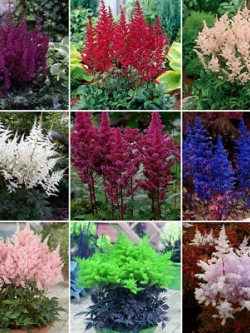 อัสดง (Astilbe) คละสี / 100 เม็ด (China)