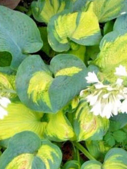 ฮอสต้า (Hosta Color Glory) / 10 เม็ด (USA)*