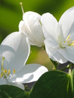 กาหลง ขาว (Snowy Orchid tree) / 10 เม็ด (ไทย)