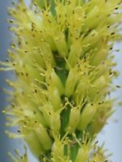 นิโฟเฟีย - ครีม สปอร์ต (Kniphofia - Cream Sport) / 5 เม็ด (UK)