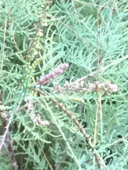 ต้นสนชมพู หรือสนทามาริกซ์ กระถาง 8 นิ้ว สูง 55-70 ซ.ม.