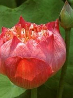 บัวฉัตรแดง / 4 เม็ด