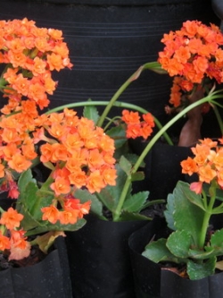 ต้นกุหลาบหิน (Kalanchoe) สีส้ม ซ้อน size-M / ต้น