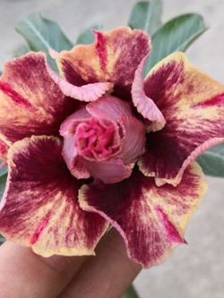 ชวนชม สี Golden Blood Red / 2 เม็ด (นอก)