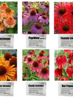 เอ็กไคนาเซีย (Echinacea purpurea) ชุด 6 สี 6 สไตล์ / ชุด