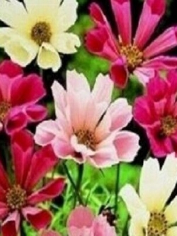 ดาวกระจาย ซีเชลล์ (Cosmos - Sea Shells) คละ / 100 เม็ด (UK)