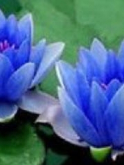 บัวอ่าง สีฟ้า (Blue lotus) / 5 เม็ด (นอก)