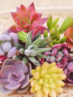 พืชอวบน้ำ (Succulents) คละ / 200 เม็ด