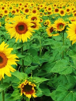 ทานตะวันน้ำมัน (Oil sunflower) / ซอง 15 เม็ด (A135)