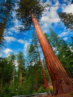 สนยักษ์ซีคัวญ่า (Giant Sequoia) / 20 เม็ด (China)