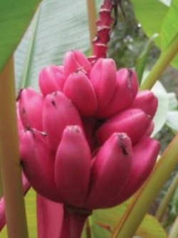 กล้วยรุ่งอรุณ / กล้วยดอกบัวอัสสัม (Musa Velutina) / 5 เม็ด (Italy)