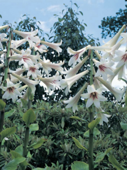 ลิลี่หิมาลายัน ดอกใหญ่ (Giant Himalayan Lily) / 10 เม็ด (Portugal) *