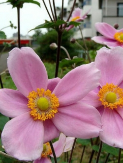 แอนนีโมนี (Anemone) สีชมพู / 5 เม็ด (France)