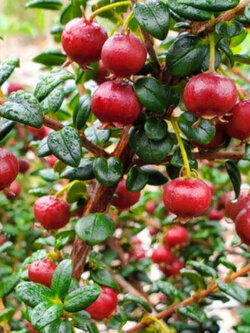 ชิเลียน กาวา (Chilean Guava) / 10 เม็ด (Portugal) *