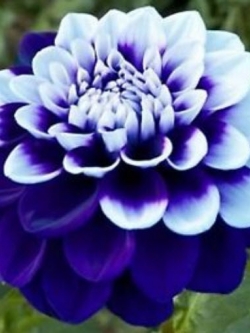 ดาห์เลีย หรือรักเร่ (dahlia) สีม่วง / 50 เม็ด