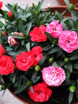 คาร์เนชั่นแดง-ชมพู (Red Carnation) / ซอง 30 เม็ด (A003)