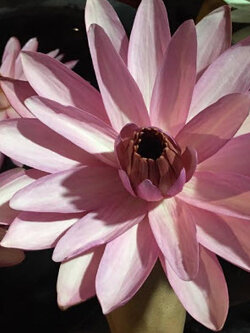 บัวสายต่างประเทศ (Night Blooming Water Lily) ขาวแกมชมพู / ซอง