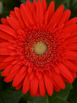 เยอบีร่า (Gerbera) สีแดง / 100 เม็ด