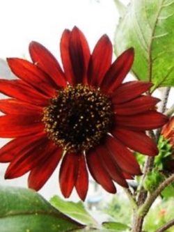 ทานตะวันแดง (Sunflower) / ซอง 15 เม็ด (A108)