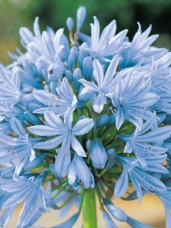 อะกาแพนธัส หรือแอฟริกัน ลิลี่ ฟ้า / 10 เม็ด