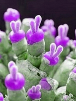 หูกระต่าย สีม่วงอ่อน / 100 เม็ด (นอก)