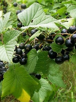 แบล๊ค เคอแร้นท์ (Black Currant / Blackcurrant) / 100 เม็ด