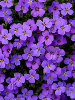ร็อคคริส หรือเออเบอเทีย (Rock Cress / Aubretia) สีม่วง / 200 เม็ด (China)