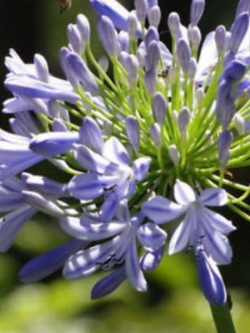 คลิเวีย (Clivia) ม่วง / 5 เม็ด