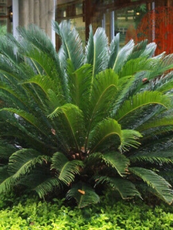 ปรงญี่ปุ่น (Cycas Revoluta) / 1 เม็ด (China)