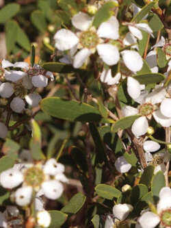 Coastal Tea-Tree / 200 เม็ด (Australia)