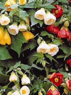 ชบาโคม (Flowering Maple / Abutilon Hybridum) คละ / 60 เม็ด (UK)*
