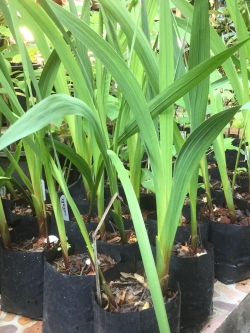 ต้นแกลดิโอลัส (Gladiolus) เพาะหัว (จัมโบ้) / ต้น
