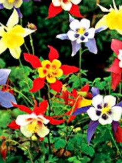 โคลัมบายน์ (Columbine) ต้นเตี้ย คละ / 300 เม็ด (UK)