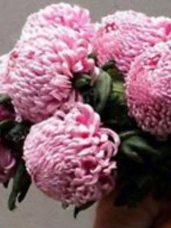 เบญจมาศดอกใหญ่ (Giant Chrysanthemum) คละสี / 200 เม็ด