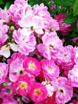 ปีกนางฟ้า (Angel Wings) สีชมพู / 5 เม็ด (Ukraine)