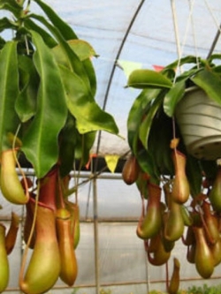หม้อข้าวหม้อแกงลิง (Nepenthes) / 100 เม็ด