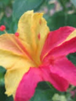 บานเย็นผสม (เหลือง-บานเย็น) / 10 เม็ด (ไทย)