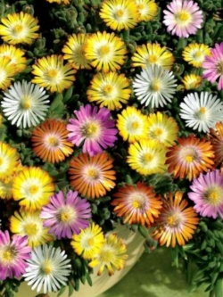 ไอซ์ แพลนท์ (Ice Plant) คละ / 1,000 เม็ด (USA)