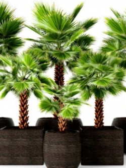 ปาล์มพัดเม็กซิกัน (Mexican Fan Palm) / 5 เม็ด (UK)