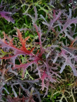 มิซูน่า (Mizuna) หรือมัสตาร์ดญี่ปุ่นแดง (Red Japanese Mustard) / 100 เม็ด (France)*